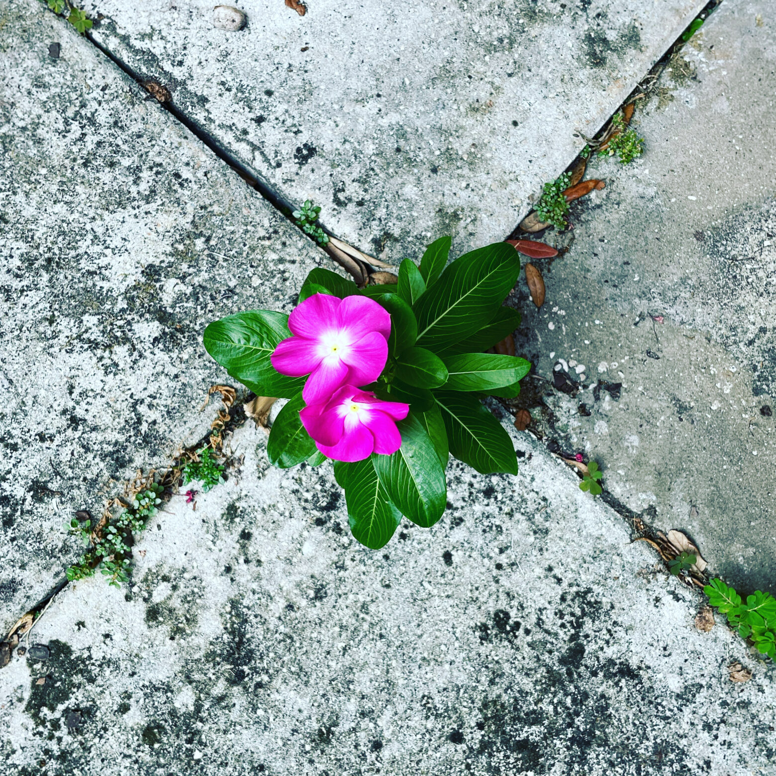Flowers and Concrete